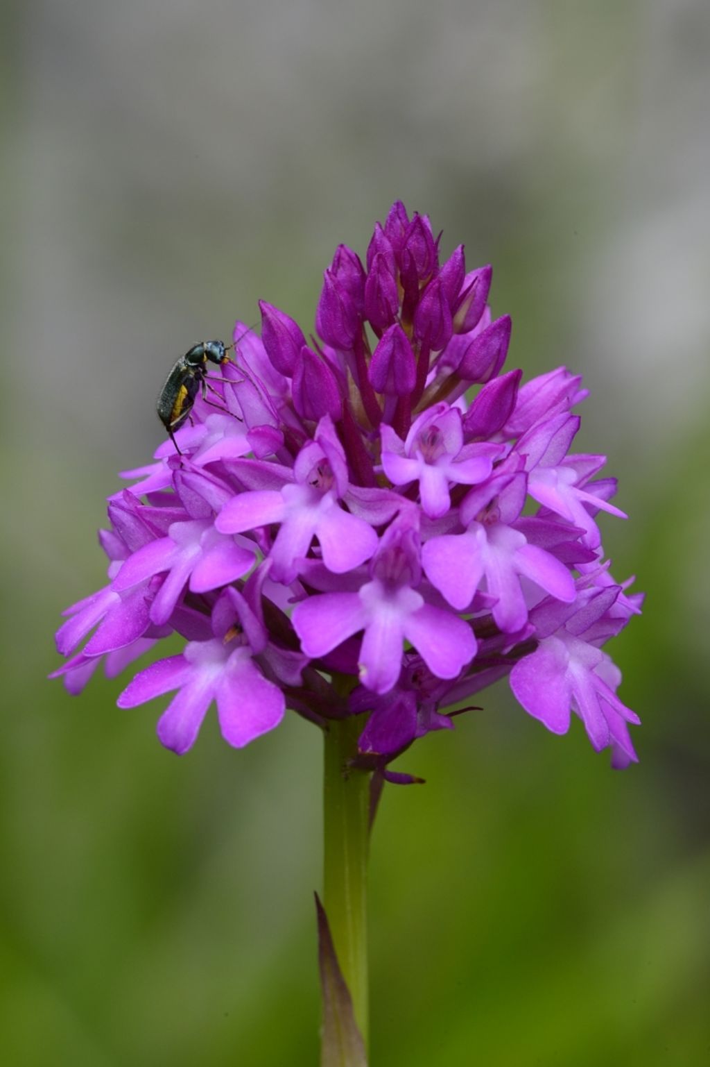 Anacamptis pyramidalis